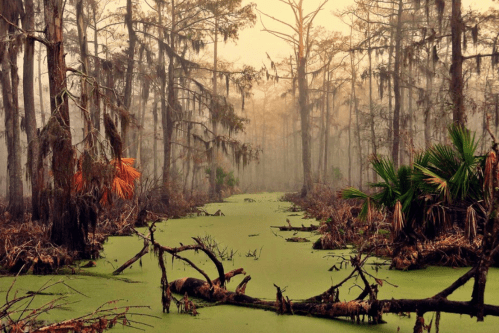 A misty swamp scene with cypress trees, green water, and scattered palm fronds, creating a serene, eerie atmosphere.