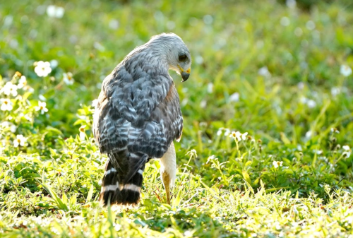 A hawk standing on green grass, looking down, surrounded by small white flowers.