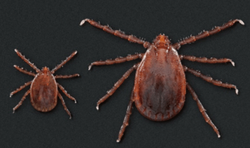 Two ticks of different sizes on a dark background, showcasing their reddish-brown color and distinct body shapes.
