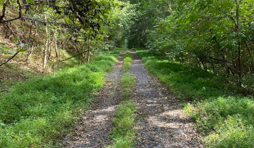 A narrow, overgrown dirt path surrounded by lush greenery and trees, leading into a serene forested area.