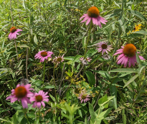 A cluster of pink coneflowers surrounded by green foliage in a sunny field.
