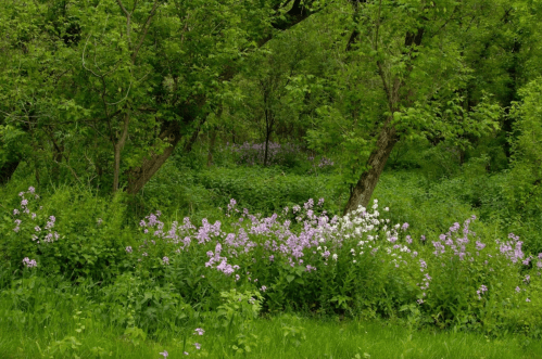 A lush green forest scene with vibrant wildflowers in shades of purple and white among dense foliage.