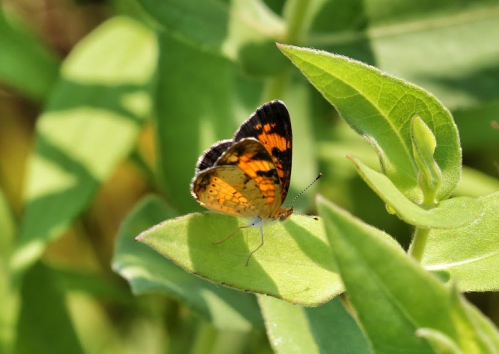 A vibrant orange and black butterfly perched on a green leaf, surrounded by lush foliage.