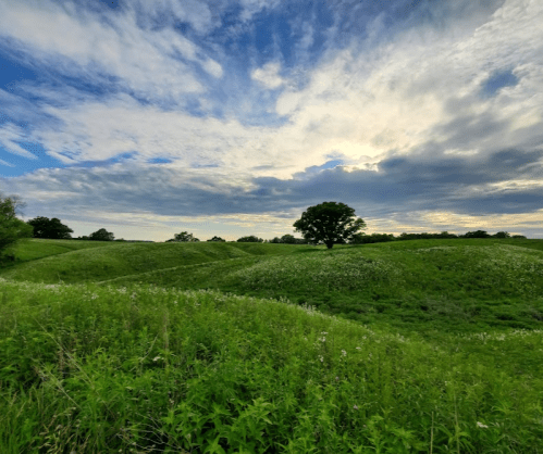 A lush green landscape with rolling hills, a single tree, and a cloudy sky at sunset.