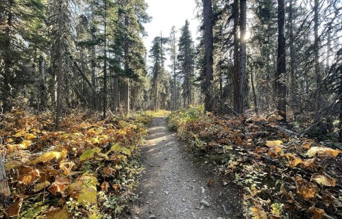 A winding dirt path through a sunlit forest, surrounded by tall trees and autumn foliage.