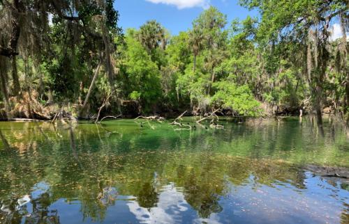 Lush green trees surround a tranquil, clear water body reflecting the sky and foliage.