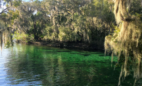 Lush green riverbank with hanging moss and clear turquoise water, surrounded by dense trees and foliage.