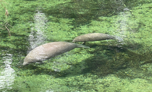 Two manatees swimming in clear water surrounded by green aquatic plants.