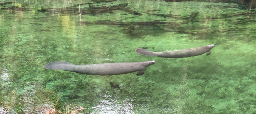 Two manatees swim gracefully in clear green water, surrounded by lush vegetation.