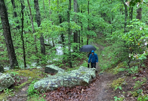 A person in a blue jacket walks along a forest trail, holding an umbrella amidst lush green trees and wet ground.