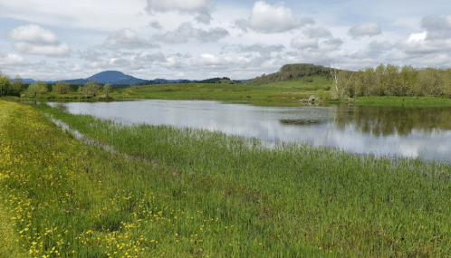 A serene landscape featuring a calm lake surrounded by green grass and trees, with distant hills under a cloudy sky.