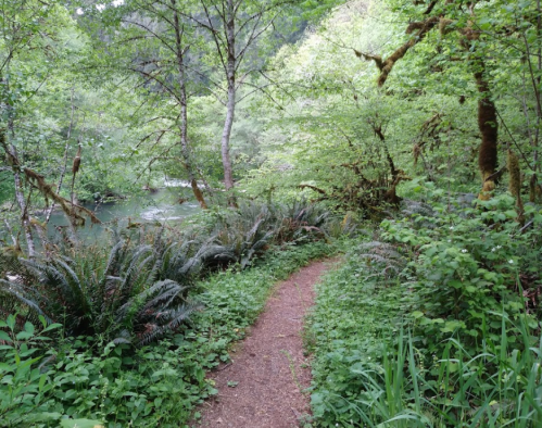 A winding dirt path through lush green foliage and ferns, alongside a serene river in a forested area.