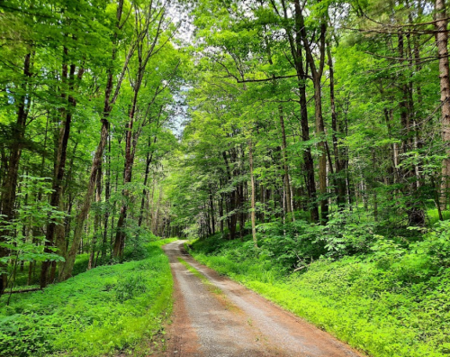 A serene dirt path winding through a lush green forest with tall trees and vibrant foliage.