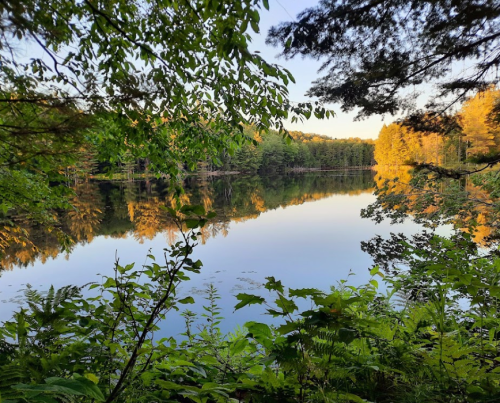A serene lake surrounded by lush greenery and trees, reflecting the golden hues of sunset.