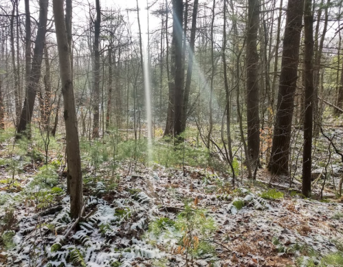 Sunlight streams through trees in a serene forest, illuminating patches of snow and green foliage on the ground.