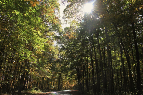 Sunlight filters through vibrant green and yellow leaves in a serene forest, illuminating a winding path.