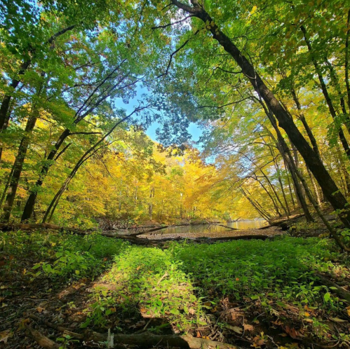 A serene forest scene with vibrant autumn leaves, sunlight filtering through trees, and a calm waterway in the background.