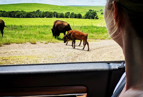 A person looks out of a car at a calf walking alongside adult bison in a green, grassy landscape.