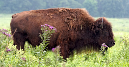 A bison grazing in a lush green field surrounded by wildflowers.