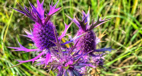 Close-up of vibrant purple thistle flowers with spiky leaves, set against a blurred green background.