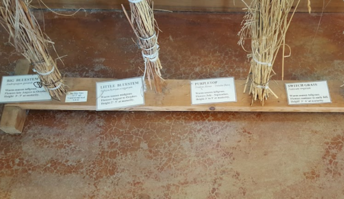 Display of different types of grass samples labeled: Big Bluestem, Little Bluestem, Purple Top, and Switch Grass.