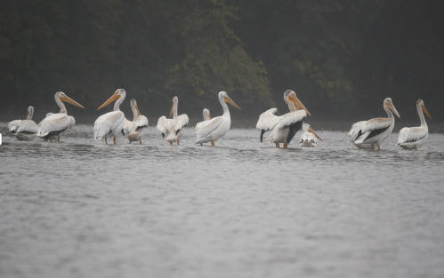 A group of white pelicans wading in a calm, misty lake.