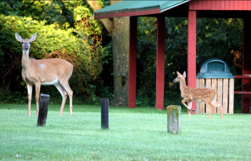 A doe and her fawn stand in a grassy area near a red shelter, surrounded by trees.