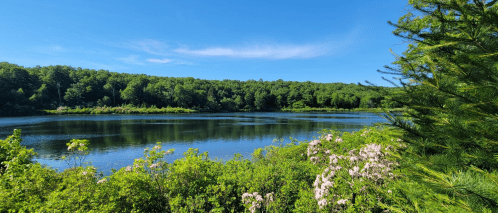 A serene lake surrounded by lush green trees and blooming flowers under a clear blue sky.