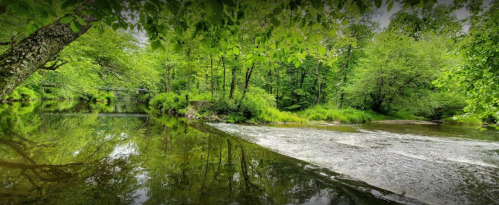 A serene river scene surrounded by lush green trees, reflecting nature's beauty on calm water.