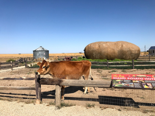 A cow stands near a large potato-shaped structure in a rural setting with a blue sky and fields in the background.