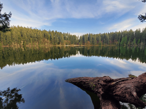 A serene lake surrounded by lush green trees, reflecting the sky and forest in calm waters.