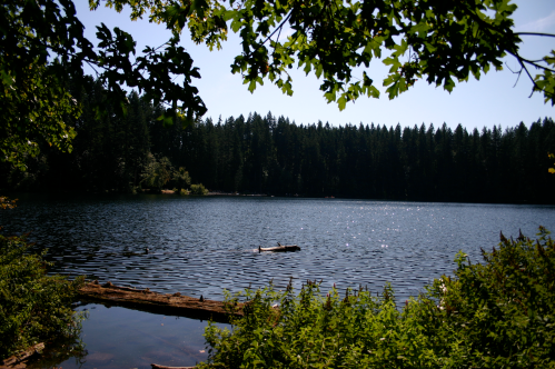 A serene lake surrounded by lush trees, with sunlight reflecting on the water's surface and a log floating nearby.