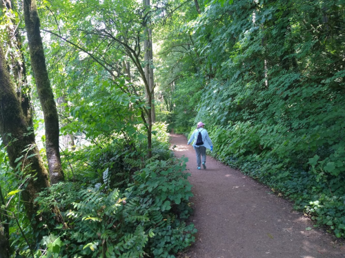 A person walks along a wooded path surrounded by lush greenery and trees.