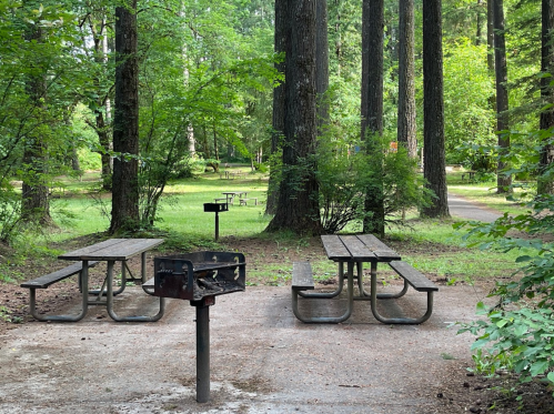 Two picnic tables and a grill in a wooded park area, surrounded by tall trees and greenery.