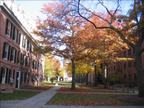 A tree with vibrant autumn leaves stands between brick buildings on a sunny day, with fallen leaves on the ground.