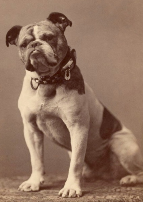 A vintage photo of a seated bulldog with a distinctive expression, wearing a collar, against a plain background.