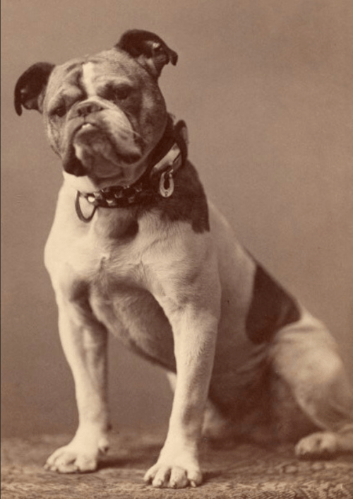 A vintage portrait of a seated bulldog with a distinctive coat and a collar, looking confidently at the camera.