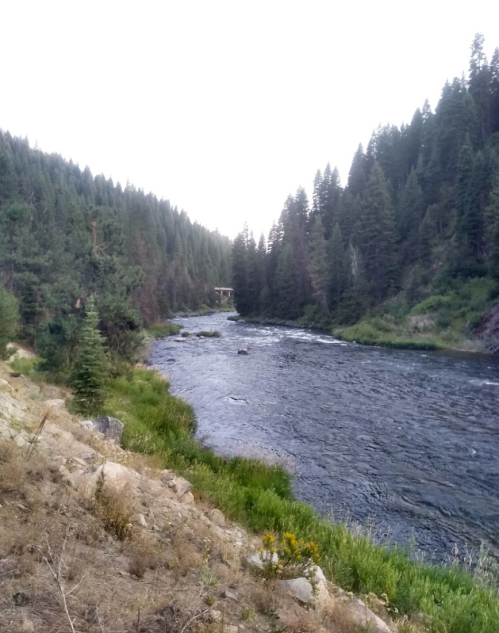 A serene river flows through a forested landscape, surrounded by tall trees and lush greenery.