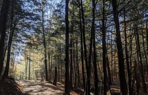 A serene forest path lined with tall trees, dappled sunlight filtering through the leaves.