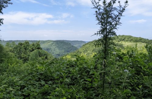 Lush green hills and valleys under a blue sky, with wildflowers and tall plants in the foreground.