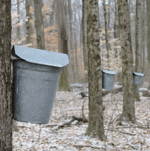 Metal buckets attached to tree trunks in a snowy forest, collecting sap from maple trees.