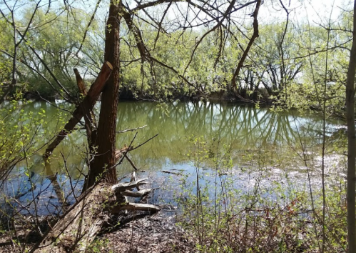 A serene river scene with trees reflecting on the water, surrounded by lush greenery and a peaceful atmosphere.