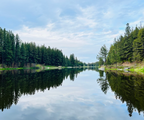 A serene lake surrounded by tall pine trees, reflecting the sky and forest in calm waters.