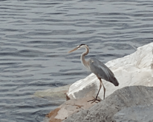 A heron stands on a rocky shore by the water, with calm waves in the background.