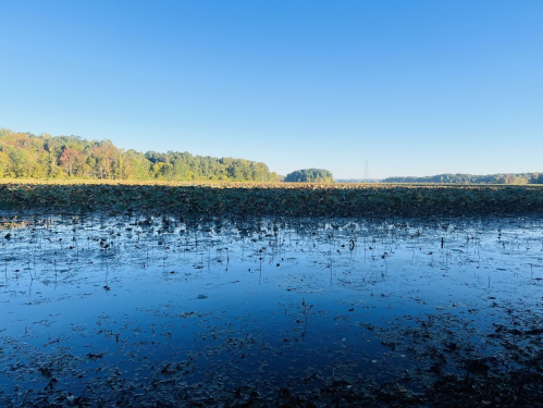 A serene landscape of a calm lake surrounded by trees under a clear blue sky.