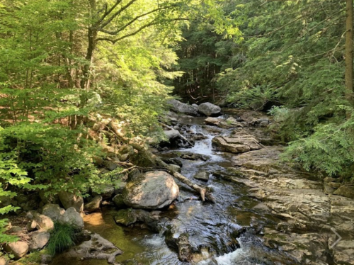 A serene forest scene featuring a flowing stream surrounded by lush green trees and large rocks.