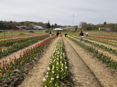 A vibrant tulip field with rows of red and white flowers, and people picking flowers under a cloudy sky.