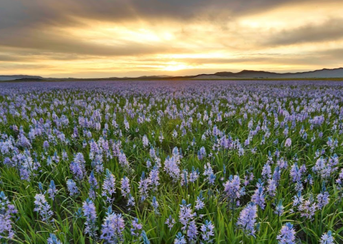 A vibrant field of purple flowers under a dramatic sunset sky, with distant mountains on the horizon.