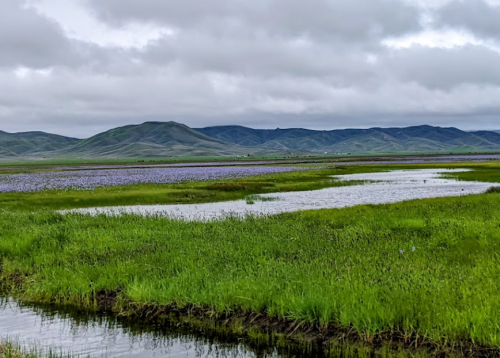 Lush green fields with purple flowers and calm water, set against rolling hills under a cloudy sky.