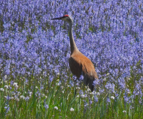 A crane stands gracefully in a field of vibrant purple flowers, surrounded by lush green grass.